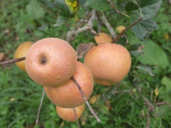 pommes